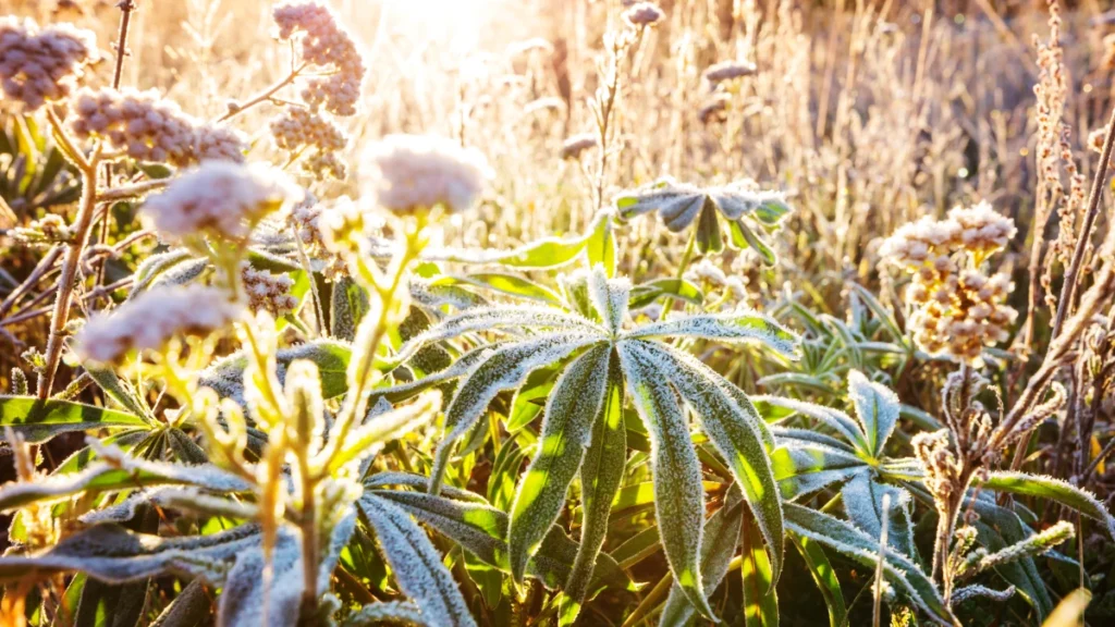 Pourquoi votre jardin devient-il sec en été malgré tous vos efforts ?