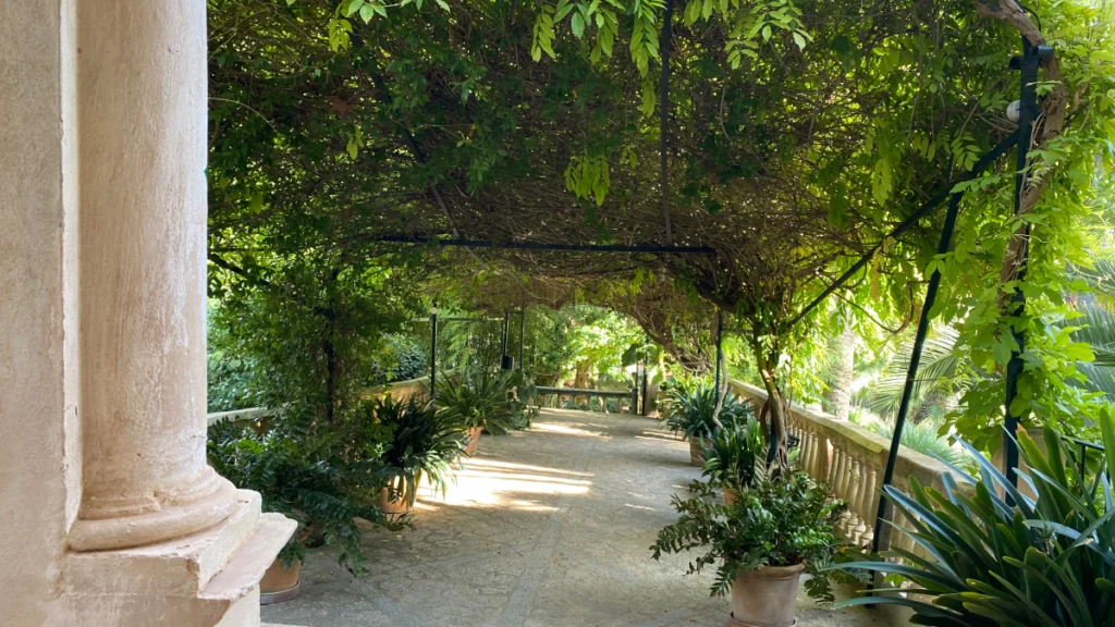 Quels arbres planter pour ombrager une terrasse ? Nos conseils