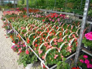  ARBRES ET JARDINS DE SOUDAY 