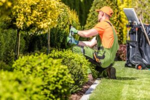 Caucasian Garden Worker In His 30s Trimming Plants Using Large Scissors.